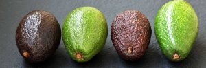variedades aguacate tipo aguacate congelado