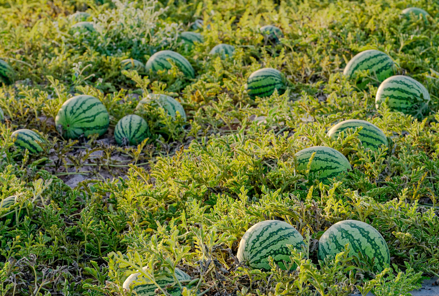 Sol de Levante sandia 1 beneficios de comer sandía costa rica saluzzo